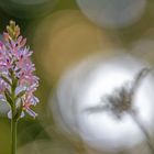 Die europäische Orchidee Fuchs’ Knabenkraut (Dactylorhiza fuchsii) im Gegenlicht