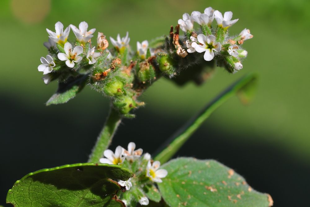 Die Europäische Sonnenwende (Heliotropium europaeum)