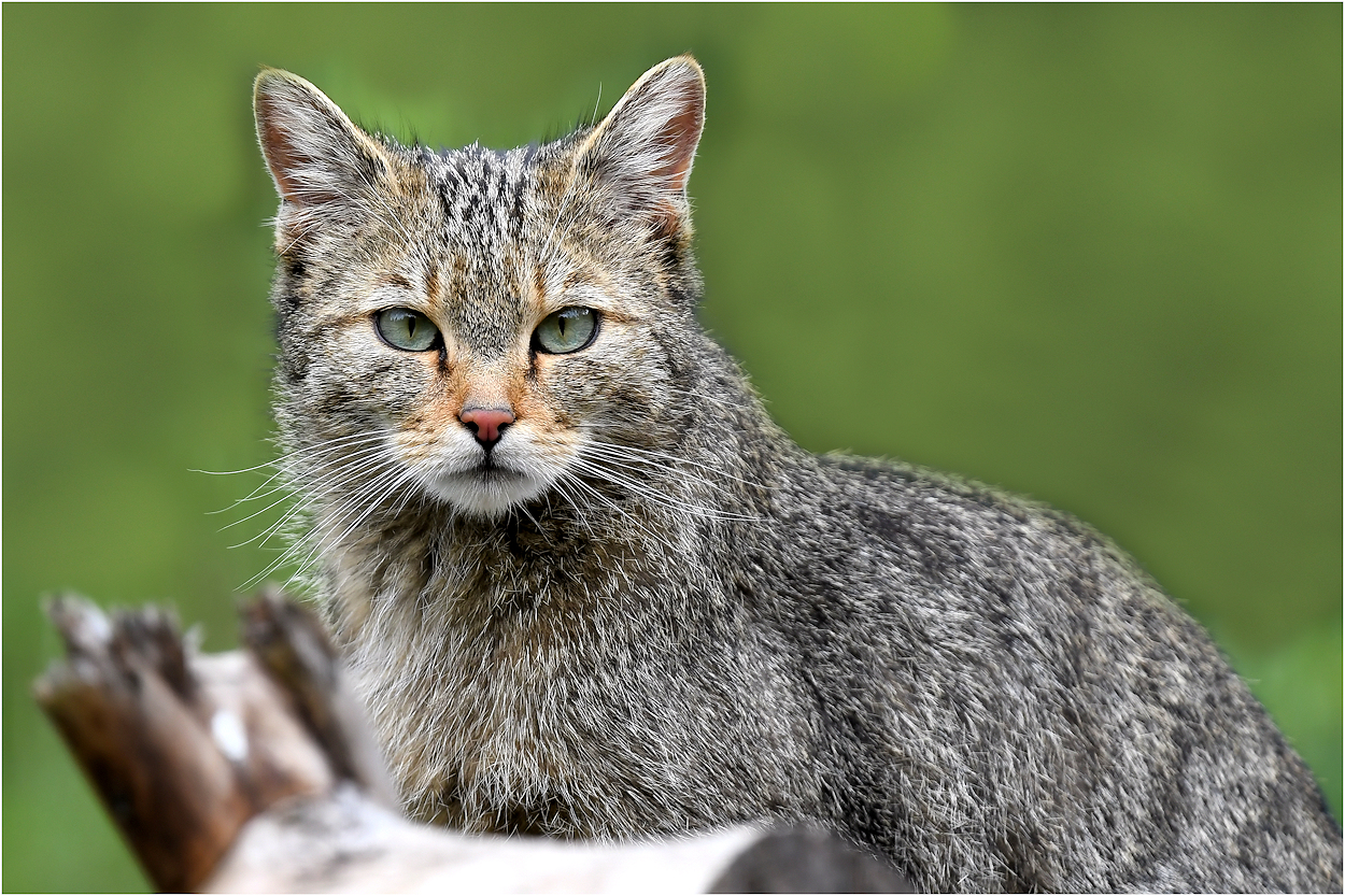 Die Europäische Wildkatze