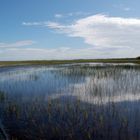 Die Everglades