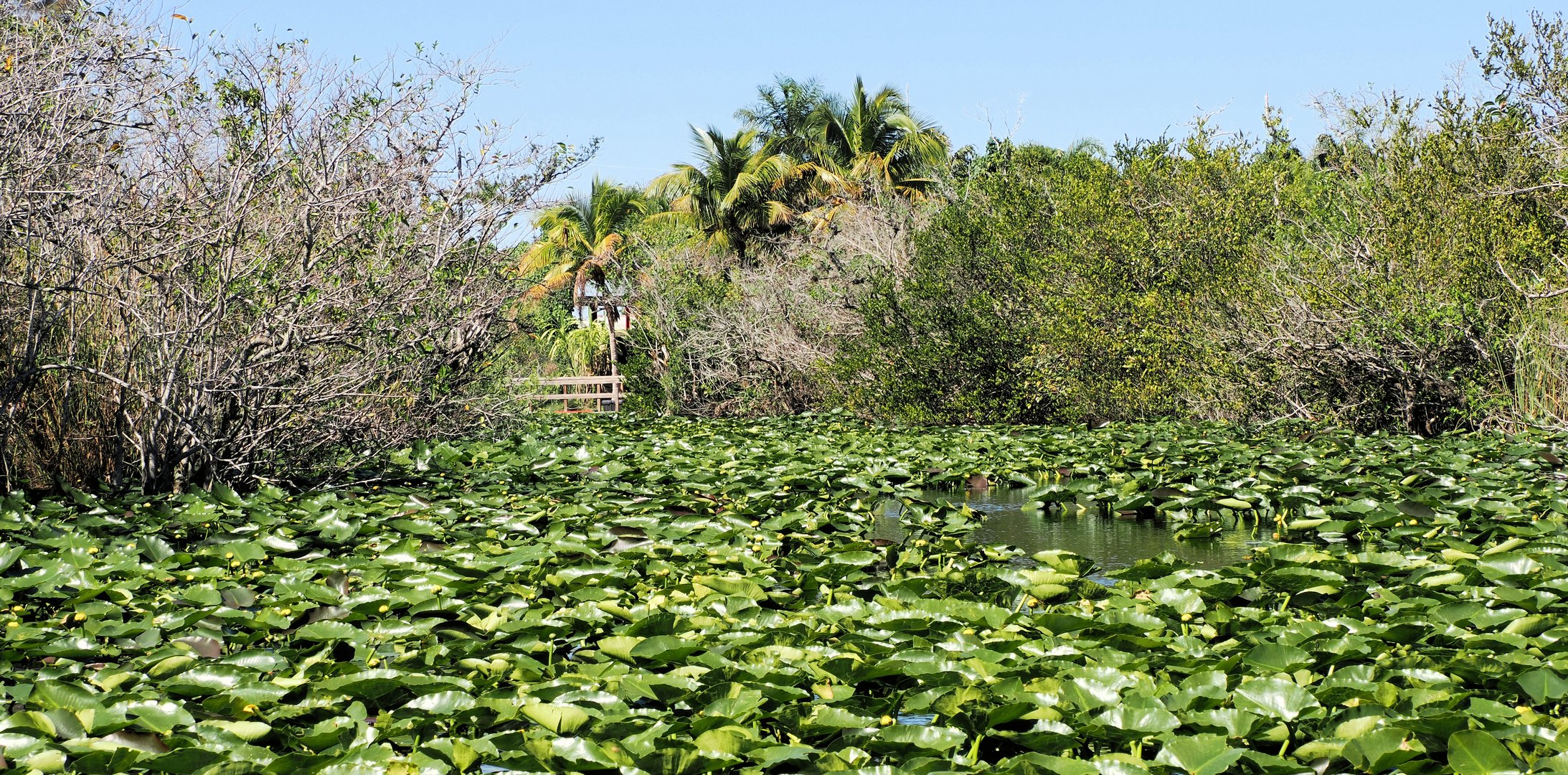 Die Everglades in Florida…