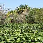 Die Everglades in Florida…