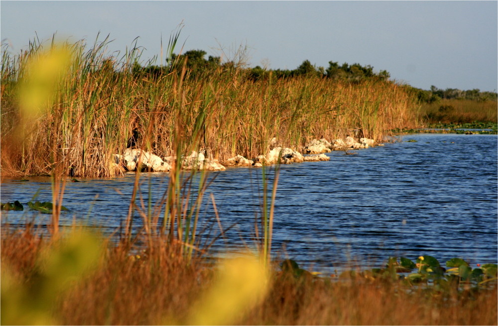 Die "Everglades" ins rechte Licht gerückt