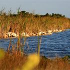 Die "Everglades" ins rechte Licht gerückt