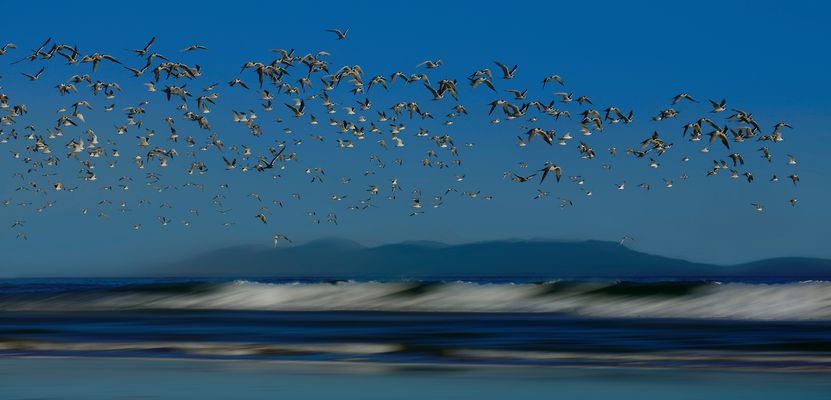 Die Evolution der Seele