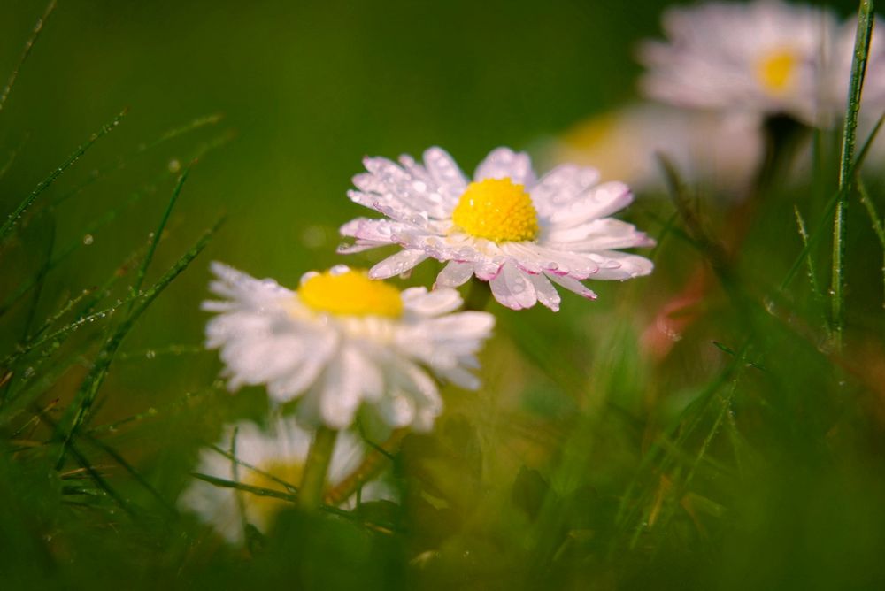 Die ewig treuen Wiesenbewohner 