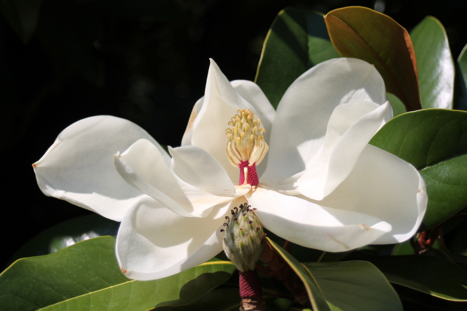 Die Exotin II Foto & Bild pflanzen, pilze & flechten, blüten