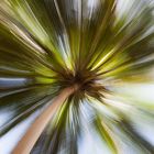 die Explosion der Palme