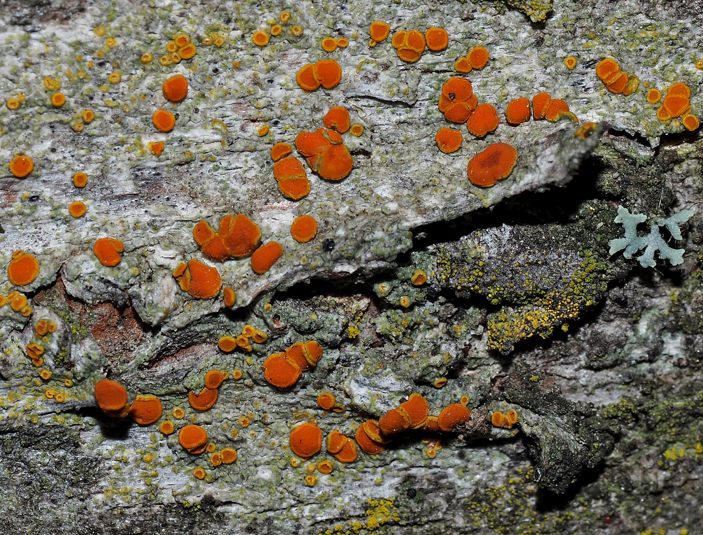 Die extrem seltene Caloplaca flavorubescens (Gyalolechia f.), ein Schönfleck! - Un lichen très rare!