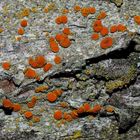 Die extrem seltene Caloplaca flavorubescens (Gyalolechia f.), ein Schönfleck! - Un lichen très rare!