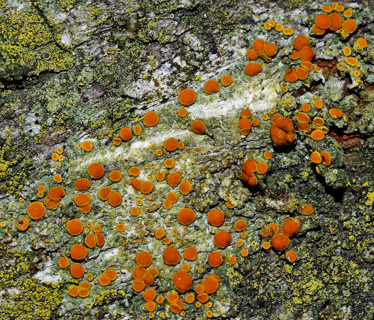 Die extrem seltene Caloplaca flavorubescens (neuerdings Gyalolechia f.), ein Schönfleck! *