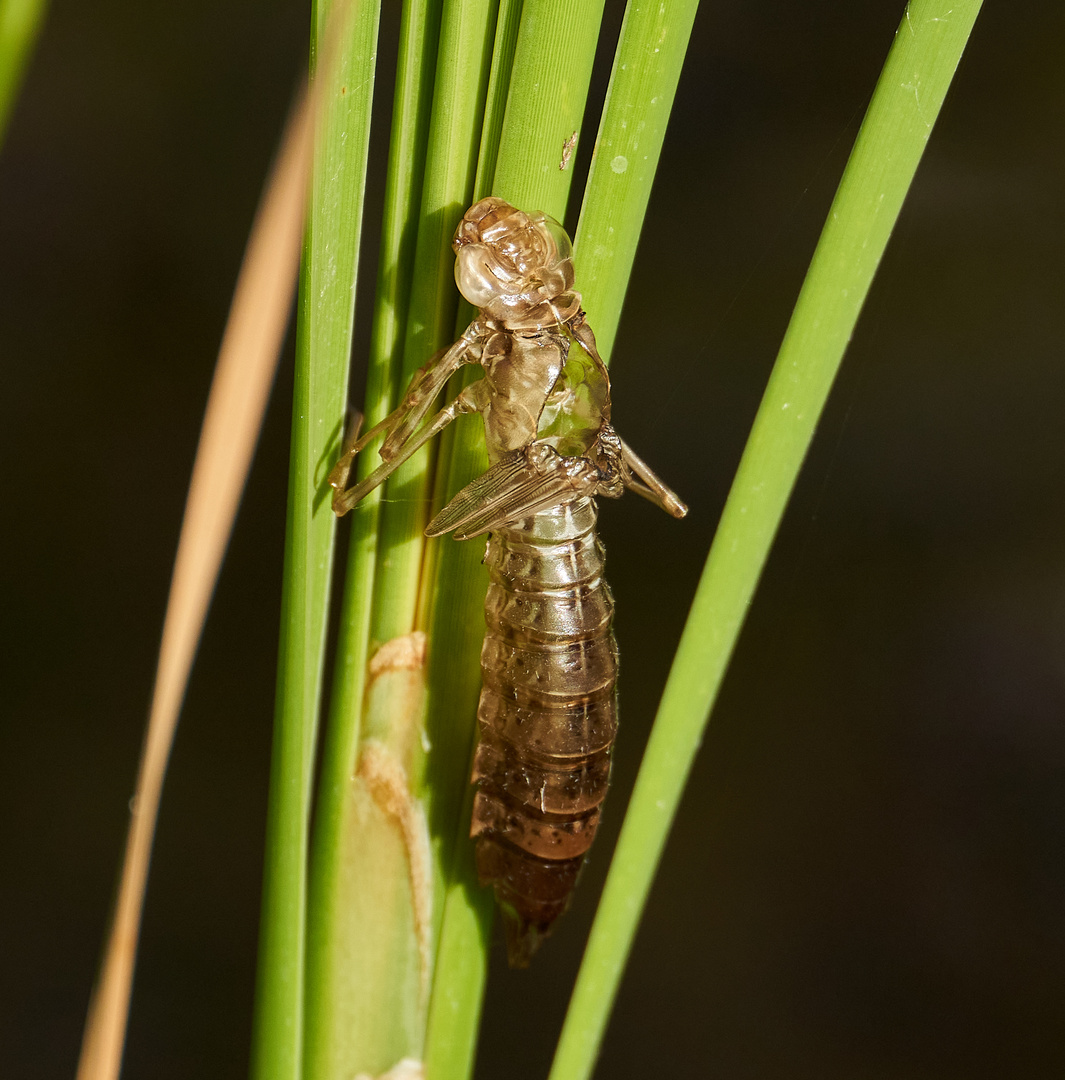 Die Exuvie Foto & Bild monatswettbewerbe natur, foto des jahres 22