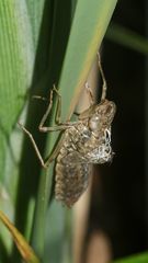 Die Exuvie (leere Larvenhülle) der Großen Königslibelle (Anax imperator)