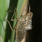 Die Exuvie (leere Larvenhülle) der Großen Königslibelle (Anax imperator)