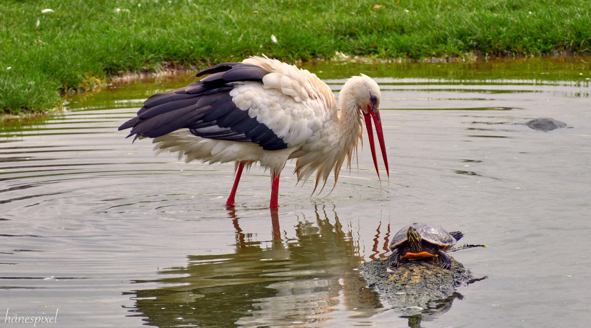 Die Fabel vom Storch und der Schildkröte