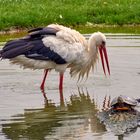 Die Fabel vom Storch und der Schildkröte