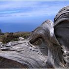 Die Fabelwesen von El Hierro