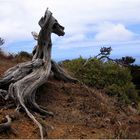 Die Fabelwesen von El Hierro II