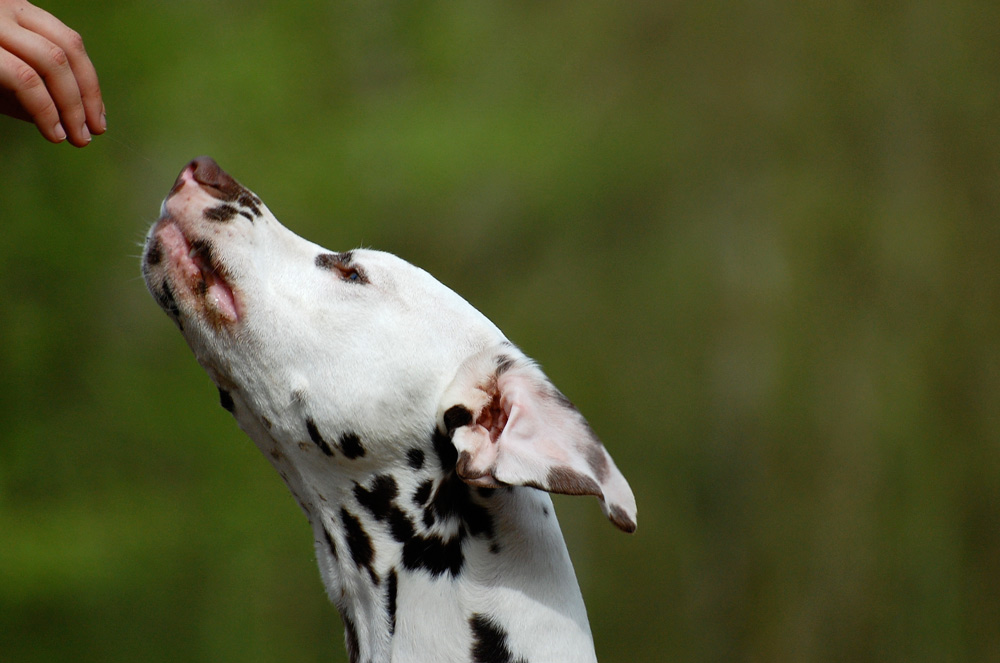 Die Fäden ziehen Foto & Bild tiere, haustiere, hunde Bilder auf
