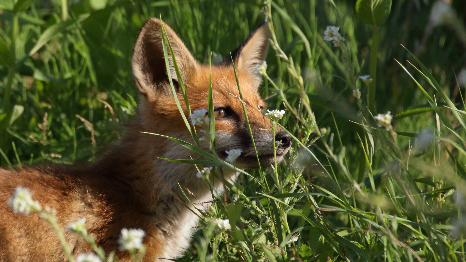 Die Fähe Foto & Bild rotfuchs, fuchs, vulpes vulpes Bilder auf