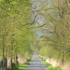 Die Faehrstraßen - Allee im April