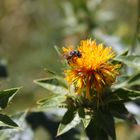 Die Färberdistel (Carthamus tinctorius) - Bilblischer Garten Schloß Beuggen