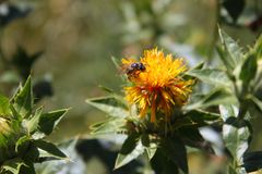 Die Färberdistel (Carthamus tinctorius) - Bilblischer Garten Schloß Beuggen