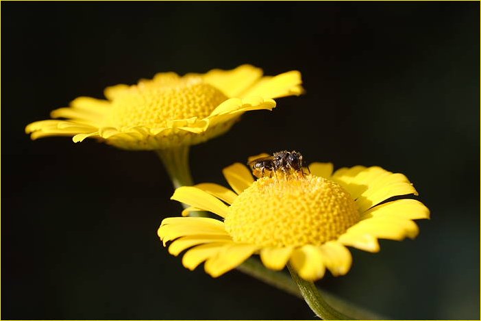 Die Färberkamille (Anthemis tinctoria) hat Besuch