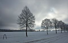 die fahle Wintersonne