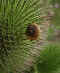 Die Fakirschnecke