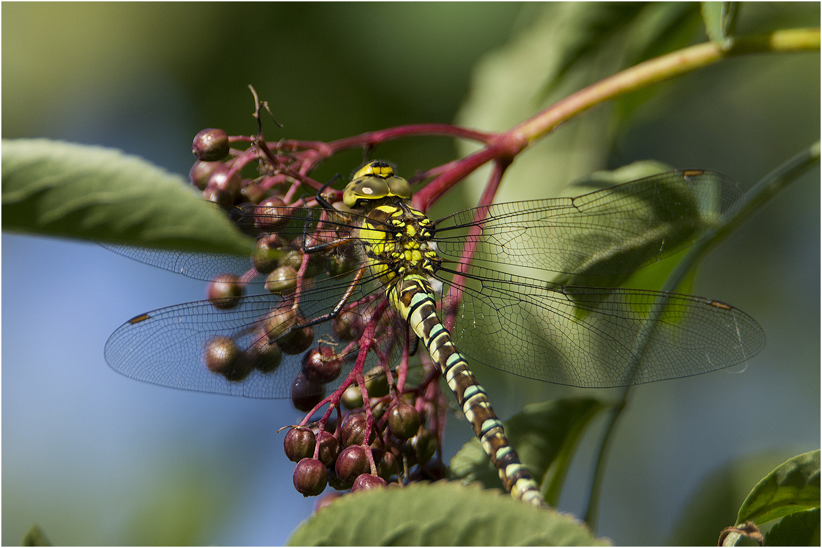 Die Falken- oder Fliederbeerlibelle ist die Blaugrüne-Mosaikjungfer (Aeshna cyanea). . .