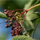 Die Falken- oder Fliederbeerlibelle ist die Blaugrüne-Mosaikjungfer (Aeshna cyanea). . .