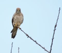 Die Falkendame Eulalie wartete wieder auf ihrem Baum auf mich