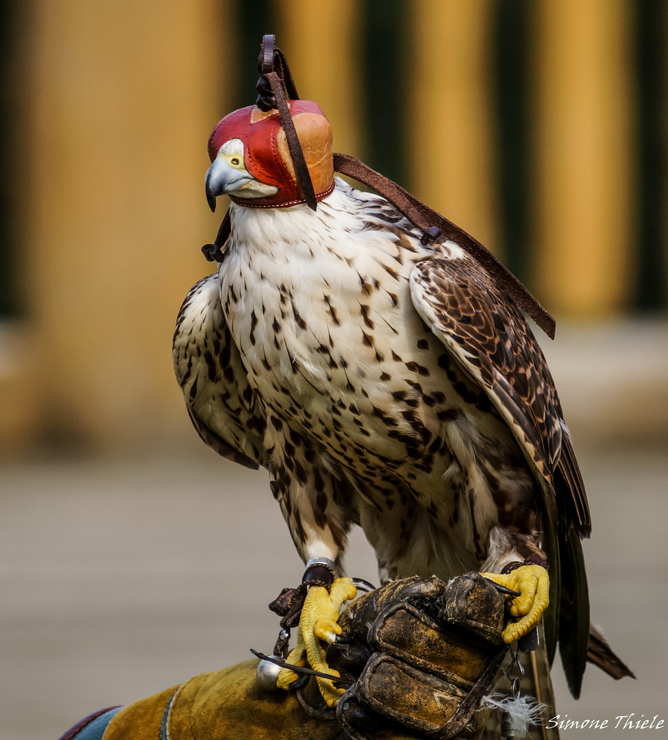 Die Falkenhaube