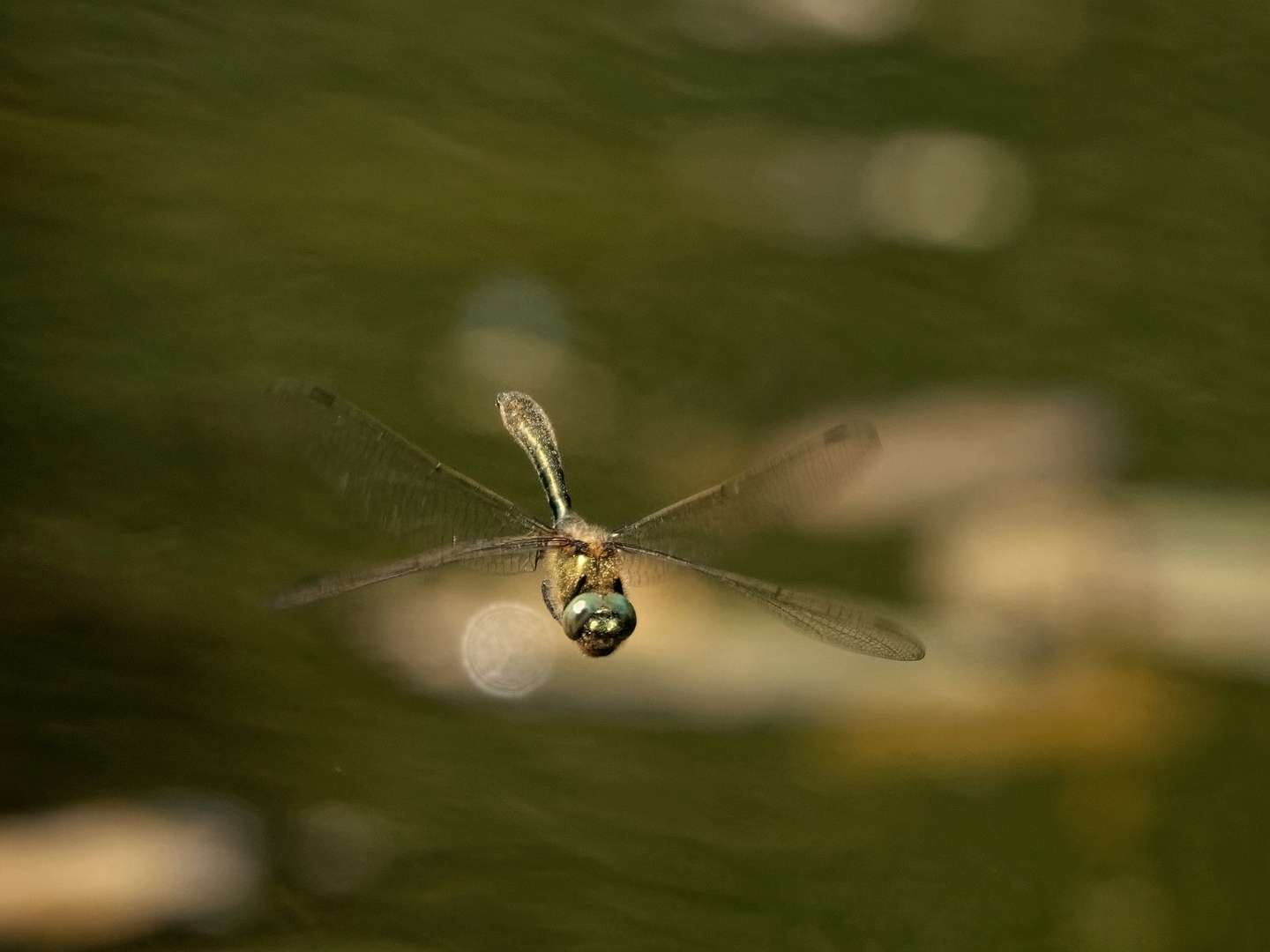 Die Falkenlibelle - auch "Gemeine Smaragdlibelle" genannt. 