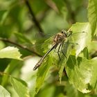 Die Falkenlibelle - auch "Gemeine Smaragdlibelle" genannt. 