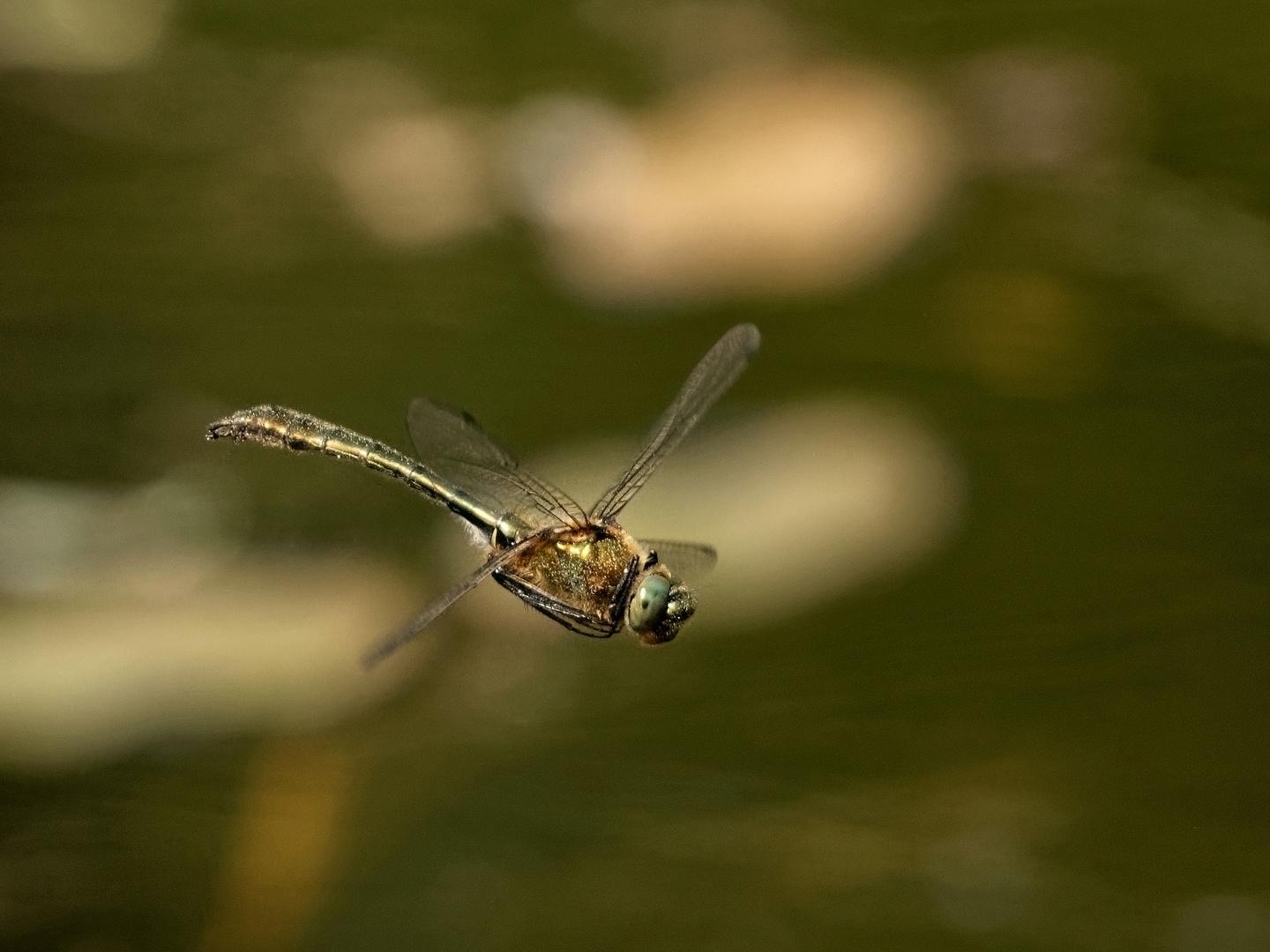 Die Falkenlibelle - auch "Gemeine Smaragdlibelle" genannt. 