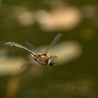 Die Falkenlibelle - auch "Gemeine Smaragdlibelle" genannt. 