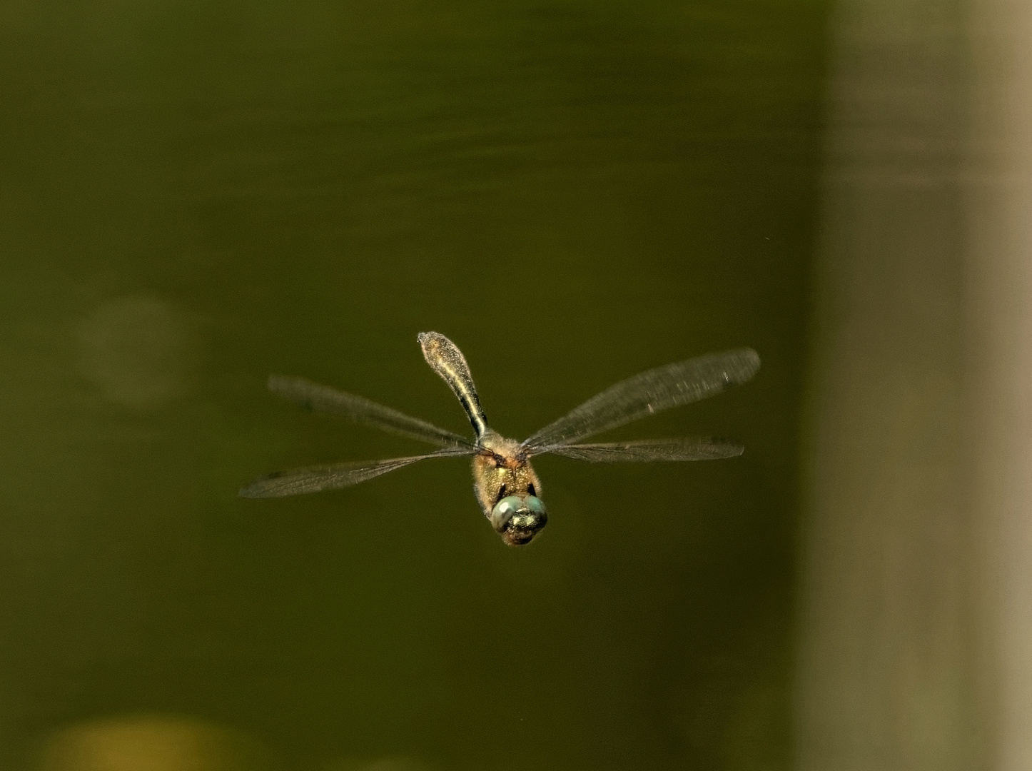 Die Falkenlibelle - auch "Gemeine Smaragdlibelle" genannt. 