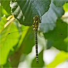 Die "Falkenlibelle" ist eine Blaugrüne Mosaikjungfer (Aeshna cyanea) . . .