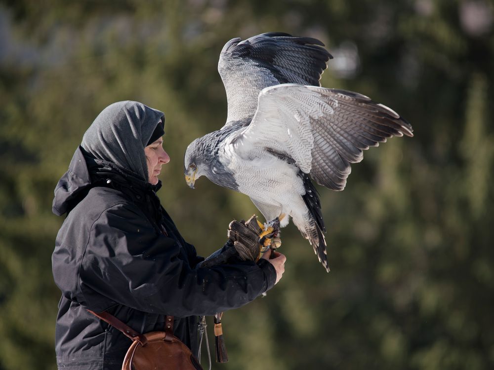 Die Falknerin 1, Wildgehege Hellenthal ,16.02.2018