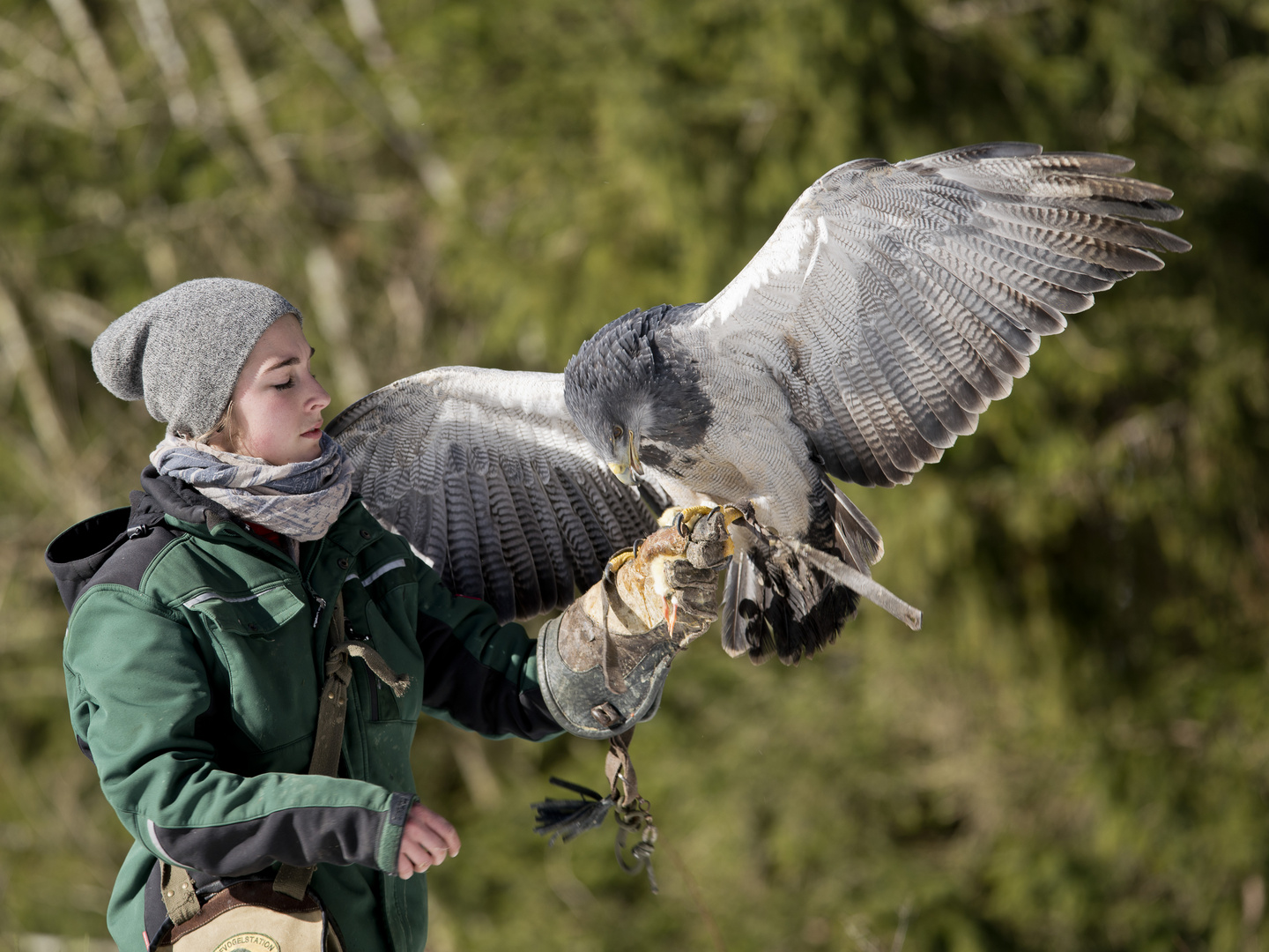 Die Falknerin 2, Wildgehege Hellenthal ,16.02.2018