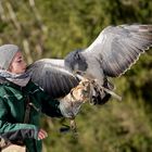 Die Falknerin 2, Wildgehege Hellenthal ,16.02.2018