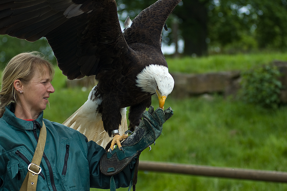 Die Falknerin von der Sababurg