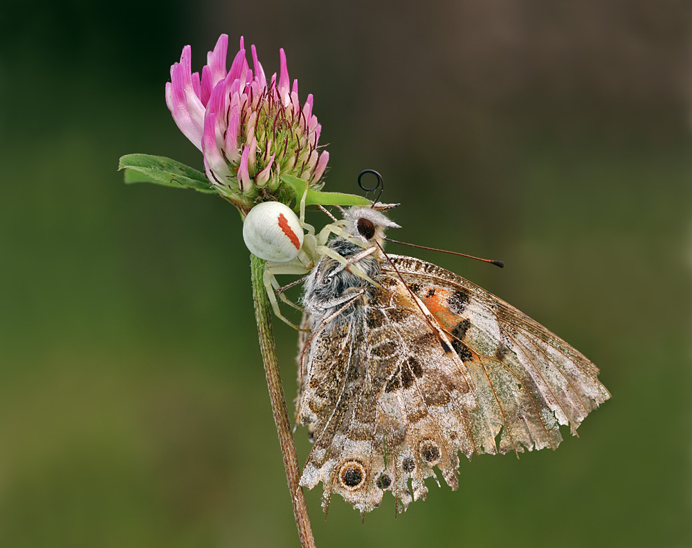 Die Falle Foto & Bild archiv, photokina naturfotografie, archiv