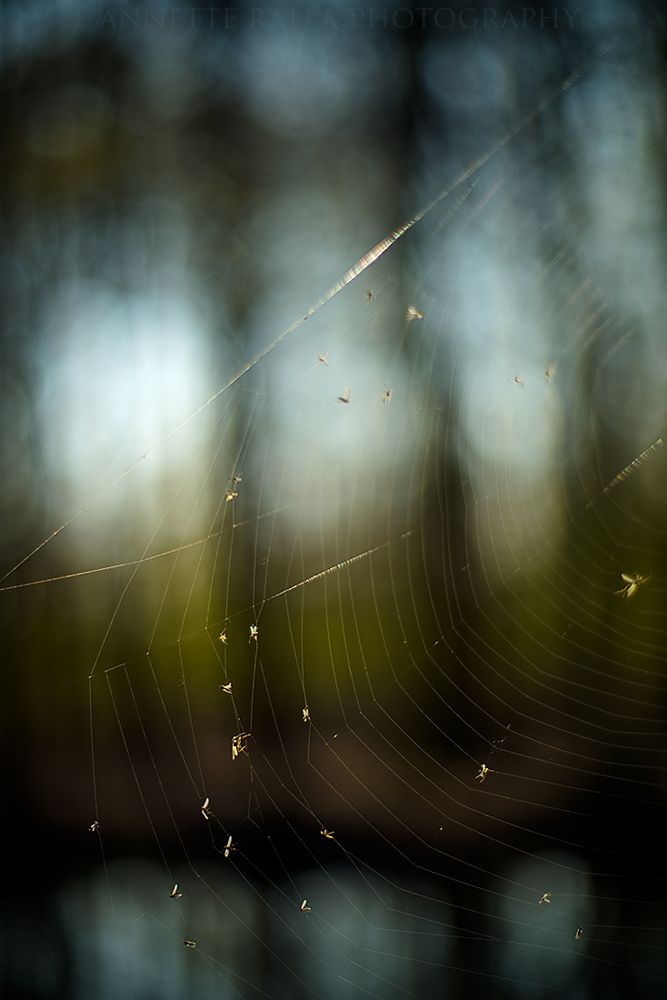 Die Falle Foto & Bild tiere, techniken, spuren von tieren Bilder auf