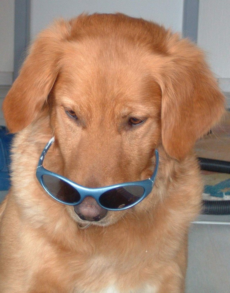 Die falsche Brille? Foto & Bild tiere, haustiere, hunde Bilder auf