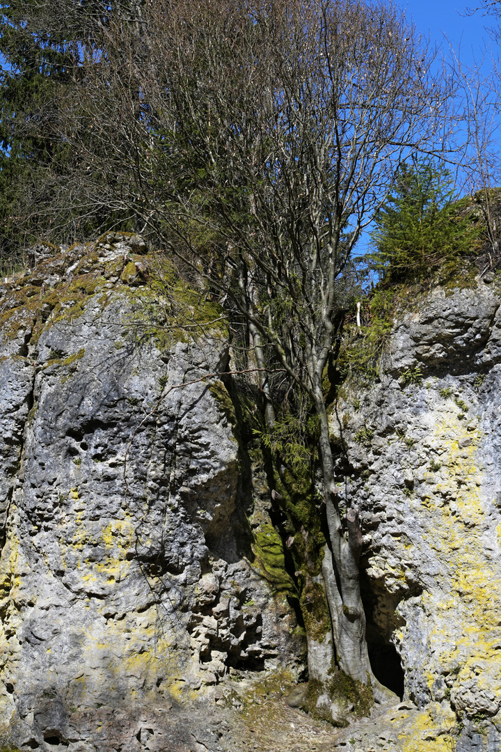 Die falsche Steineiche - l'yeuse fausse