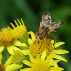 die Falter fliegen nicht mehr