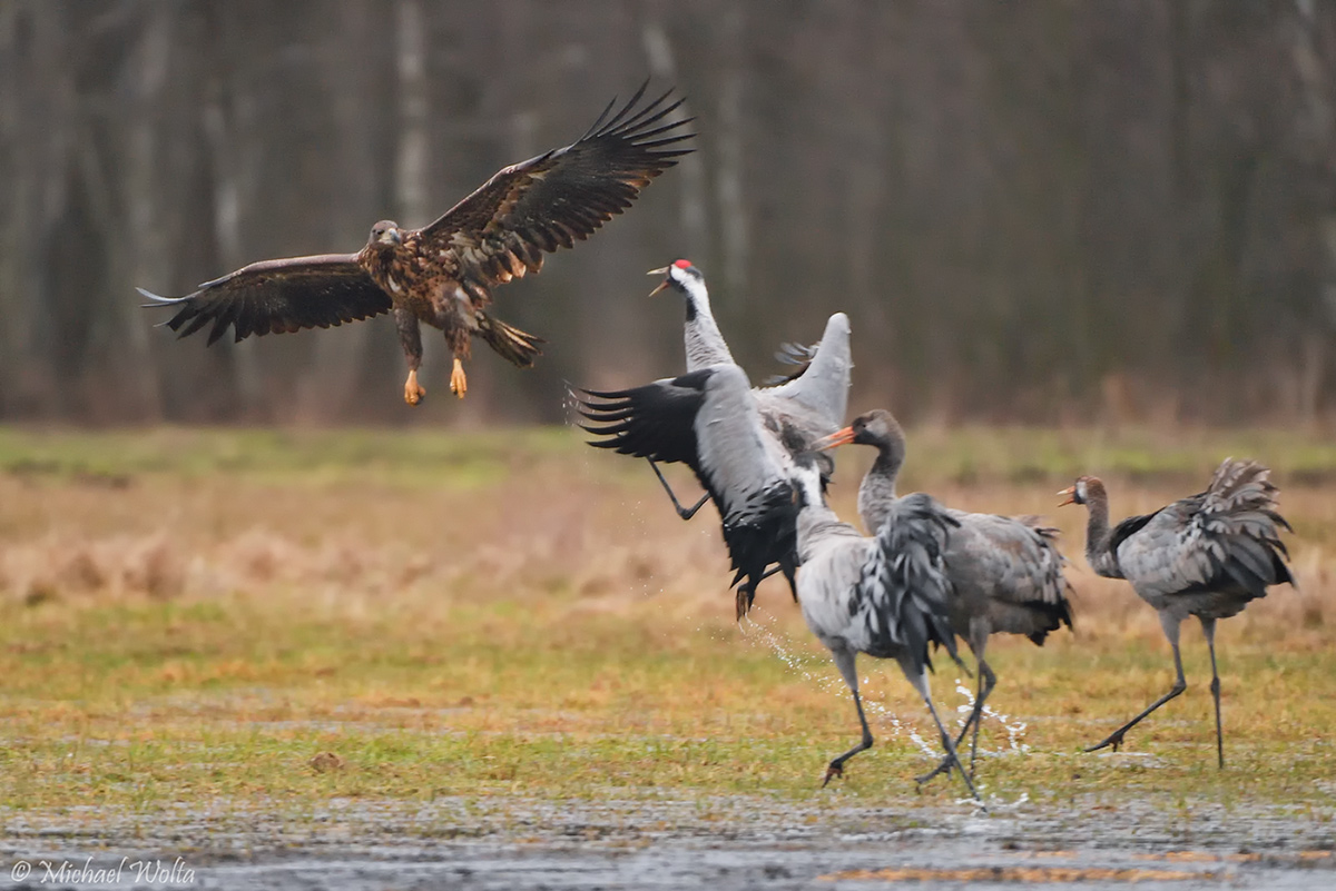 Die Familie attackiert